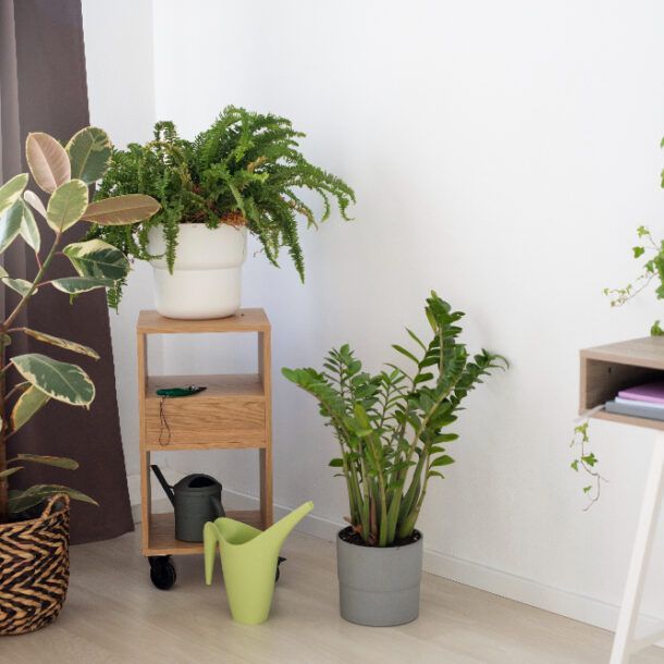 Plantas de Interior