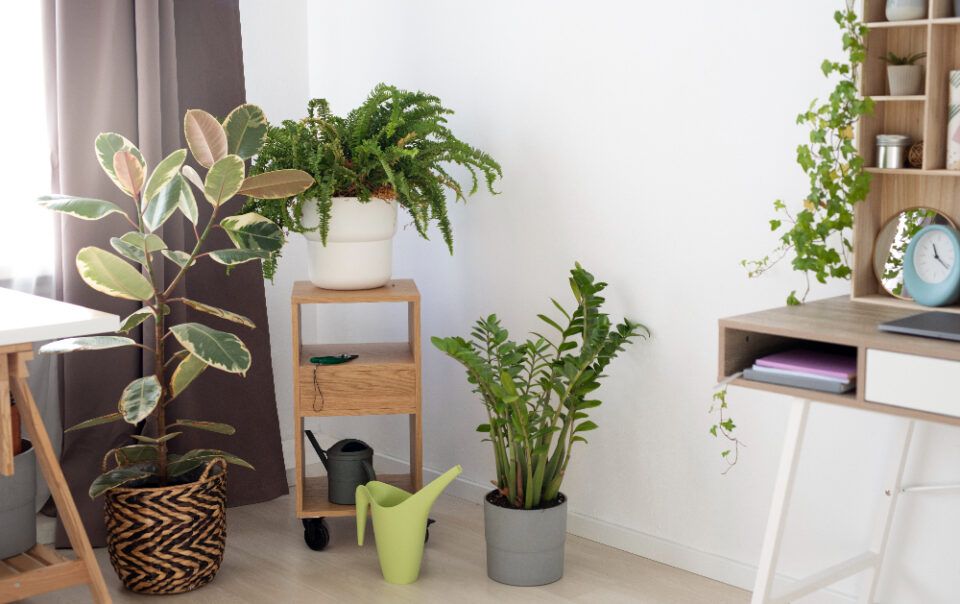 plantas de interior